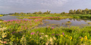 Biesbosch in Augustus