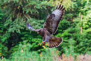 buizerd