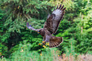 buizerd