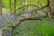 Bluebell Wood - near Dunkeld
