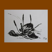 September: "Wegerich", 1973, Tusche (21 x 27,6 cm) 
