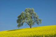 Baum im Feld