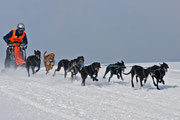 Hundeschlittenrennen in Sandl