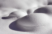 Schneeente