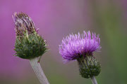 Wiesenblumen im Hohen Norden