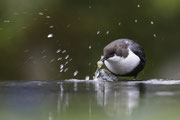 Zwartbuikwaterspreeuw