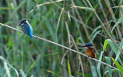 IJsvogel