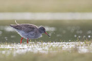 Tureluur, Common Redshank