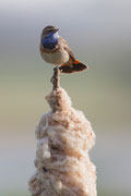 Blauwborst