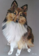 Lassie berger des Shetlands - Pastel sec sur pastelmat