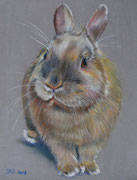 Canel le lapin - Pastel sec sur pastelmat -  - Vendu