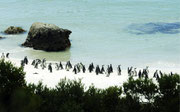 In die "Boulders"-Kolonie kehren die Pinguine immer wieder zurück.