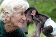 Seit 50 Jahren widmet die "Baboon Lady" ihr Leben der Rettung und erfolgreichen Auswilderung verwaister Paviane.