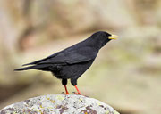 Chova piquigualda, (Pyrrhocorax graculus). © Javier Ara Cajal.