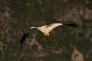 Alimoche, (Egyptian vulture). © Juan Carlos Ascaso.