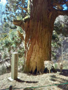 笹子峠の矢立の杉。昔の武者が出陣にあたり矢をこの杉に打ちたてて武運を祈ったことから。