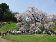 三春の桜、樹齢1000年（福島）、大勢な人が押しかけ喜んでいる。平成24年4月29日
