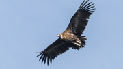 Mönchsgeier im Monfragüe NP