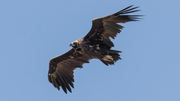 Mönchsgeier im Monfragüe NP