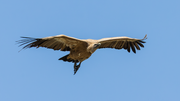Gänsegeier Flugshow am Rio Lobos