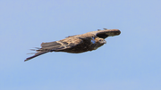 Gänsegeier
