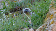 Gänsegeier auf seinem Nistplatz