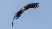 Mönchsgeier im Monfragüe NP
