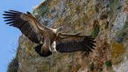 Gänsegeier im Anflug zum Horst