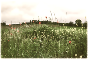 Die Blumenwiese