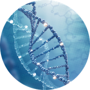 Jede Körperzelle hat den geleichen Bauplan, der in der DNA gespeichert ist.