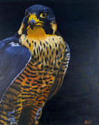 The Falcon – oil on canvas, 2023 (50 x 40cm)