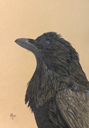 The Crow – marker and ink on paper, 2021 (30 x 21cm)