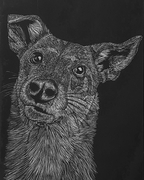 Ayra – My Soft Sentinel – scratching on scratchboard, 2022