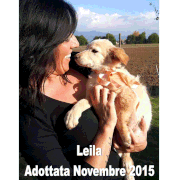 pets weet home perugia