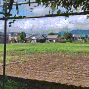 栢山圃場へ行ってきました。