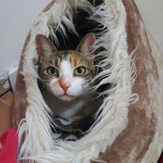 Kitty