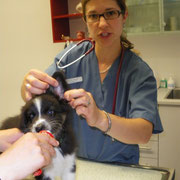 Erster Tierarztbesuch