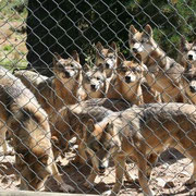 Les Loups du Gévaudan