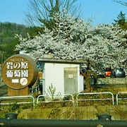 牧区の入り口付近にある葡萄園です。
