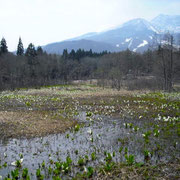 いもり池の水芭蕉です。