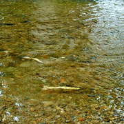 秋真っ盛りには鮭の遡上が見られる桑取川です。