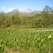 妙高山と水芭蕉です。