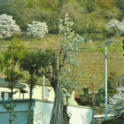 葡萄園の桜です。