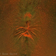 Cráter naranja /// Modelo: CARLOS.