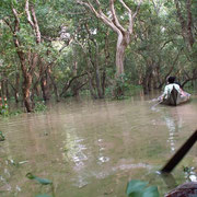 ballade en mangrove