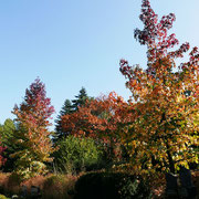 Liquidambar styraciflua im bunten Herbstlaub, die Blattfärbung setzt früh ein