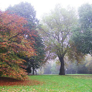 Habitus im Herbstaspekt, Foto H.Kuhlen, Aufnahme-Datum n.b.