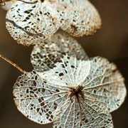 Hydrangea heteromalla (Foto: Jessica Rosenkrantz)