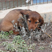 Eve bei der Gartenarbeit