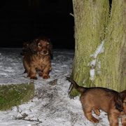 Wir sind robust. Frauchen ist Tag und Nacht bei jeder Wetterlage mit uns unterwegs 